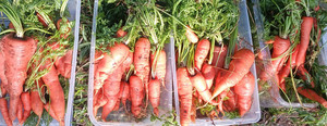 P.O.P.S. ( Pike's Organic Products and Services)  Farms