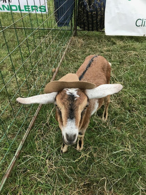Aris Farm