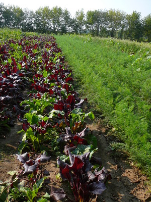 Midnight Sun Farm