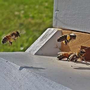 Queen Bee Farm