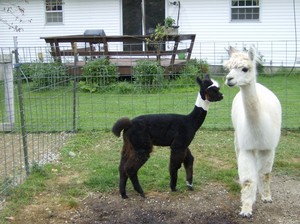 Wright Choice Alpacas