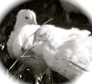 Peck-n-Coop Family Farm, LLC