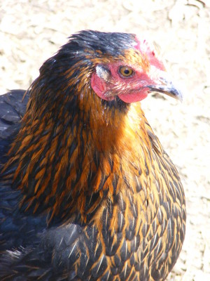 Bountiful Blessings Farm