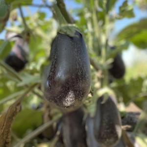 Urban Green Harvest