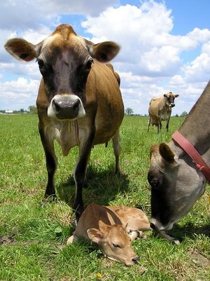 Thomas Organic Creamery