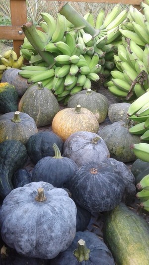 Bennett Farm and Nursery