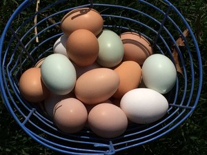 Sunshine Meadows Farm