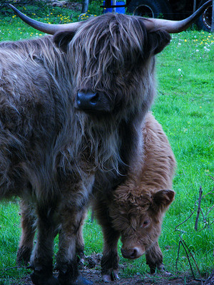Hidden Meadow Farm