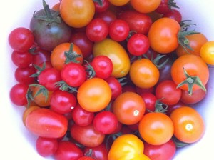 Rainbow Harvest Farm