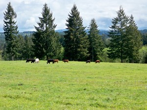 Clover Springs Ranch