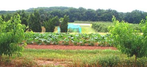 Manoff Market Gardens