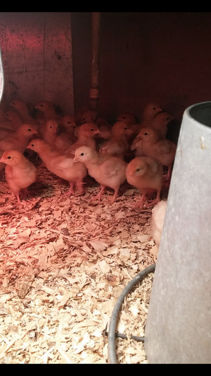 Buona Terra Farm