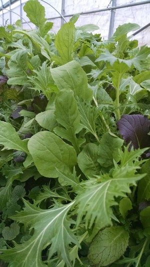 Little Lehigh Market Garden
