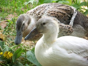 Blue Feather Micro Farm
