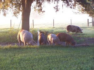 Nature Delivered Farm