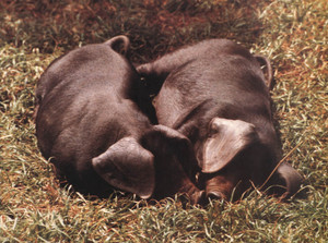 Dentons Farms