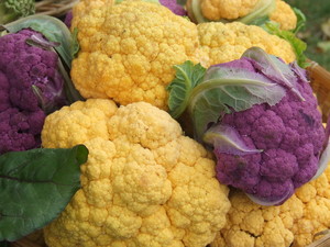 MSU Student Organic Farm