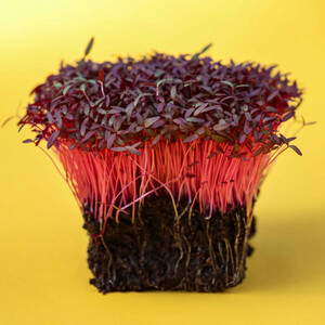 Vitality Farms Company