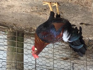 Pleasant Lake Farm
