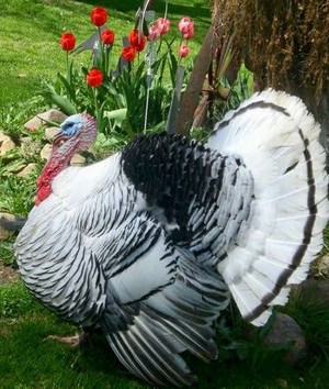 Snowberry Heritage Turkey Farms