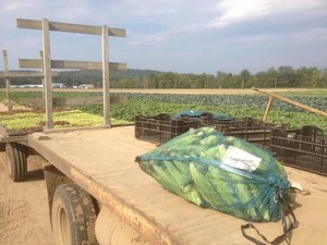 Brookford Farm