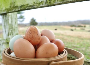 Swallow Hill Farm