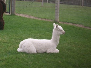 Triple Diamonds Alpaca Ranch