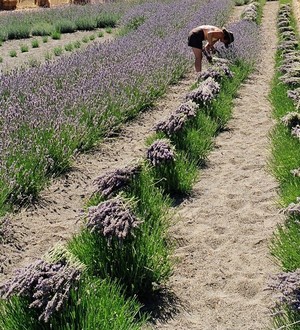 Damali Lavender Farm & Winery