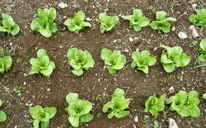 Friends of Garcia Farm