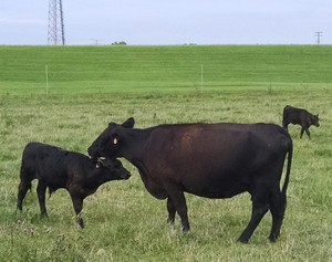 Purgatory Cattle