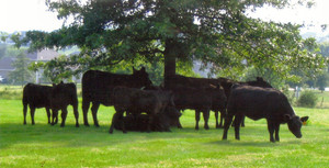 Barham Family Farm LLC