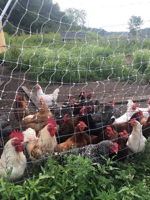 Grass Roots Farm