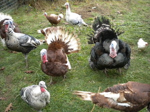 Fall Creek Fish, Farm and Forest