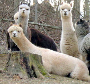Scioto Valley Alpacas