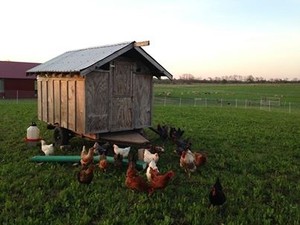 Jen's Hens
