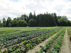 River Run Farm- CSA Farmshare