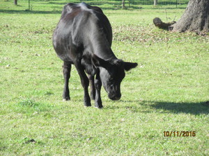 Summerdale Farms, Inc.