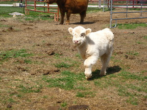 Hairy Cow Farm