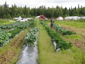 Talkeetna Grown CSA & Birch Creek Ranch