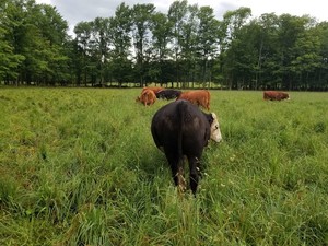 Flat Top Farms