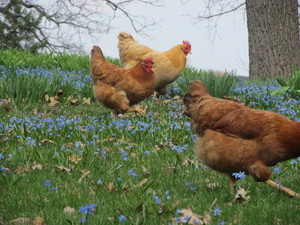 Summerdale Farms, Inc.