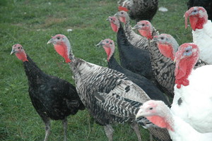 Big Sky Farm