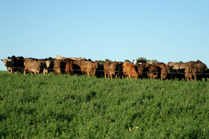 Irish Grove Farms, Inc.