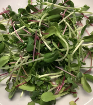 City Side Organics