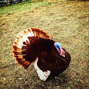 Hickory Grove Farm