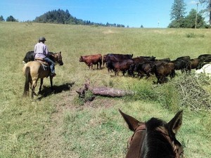 Fox Hill Farm Grass Fed Beef