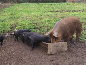 Craige's Craft Pork