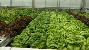 Oak Hill Farm, LLC