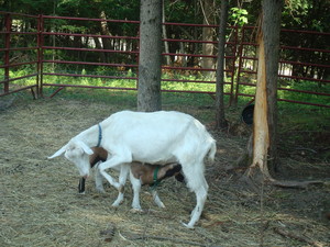 White Cedar Farm