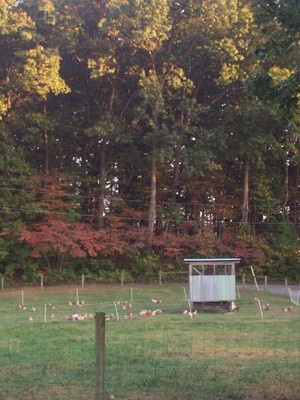 Beichler Family Farm